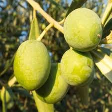 Ceylon Olive
